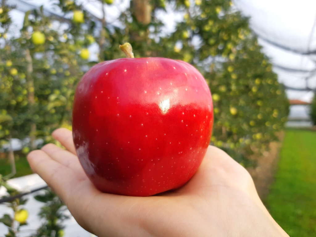 Luiza, una delle tre varietà brasiliane di mele commercializzata da Rivoira
