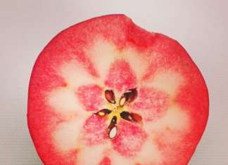 Kissabel, la mela a polpa rossa, commercializzata da Rivoira