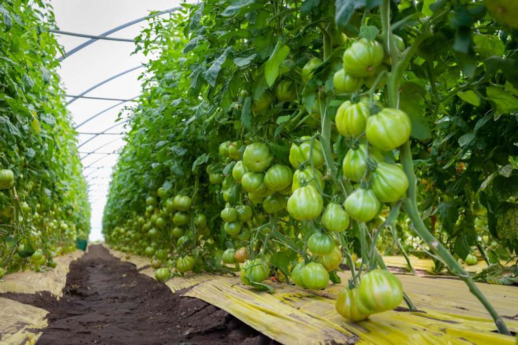 Pomodoro Araldino coltivato in serra