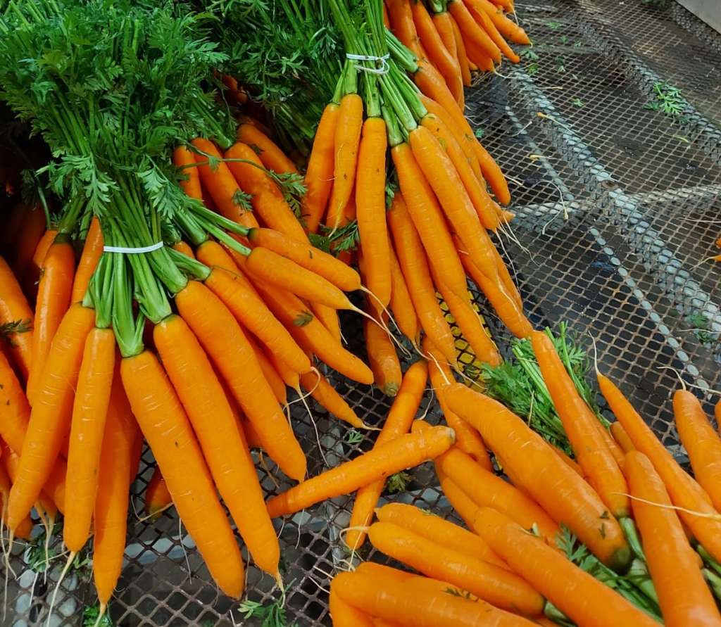 Carote prodotte dalla Op Verde Intesa