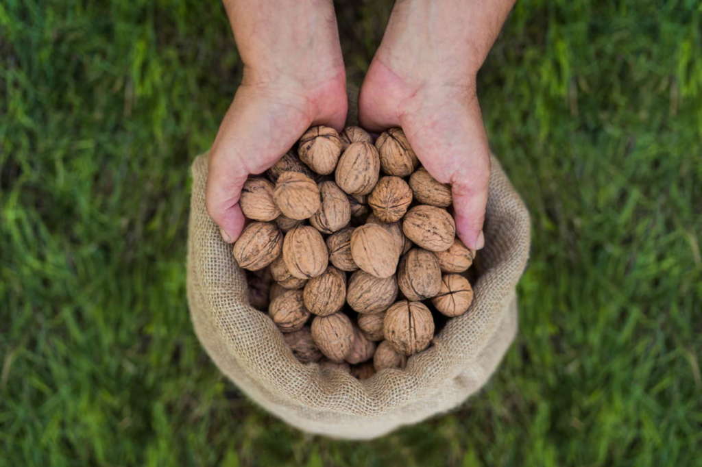 Noci Chandler Frutta e Bacche