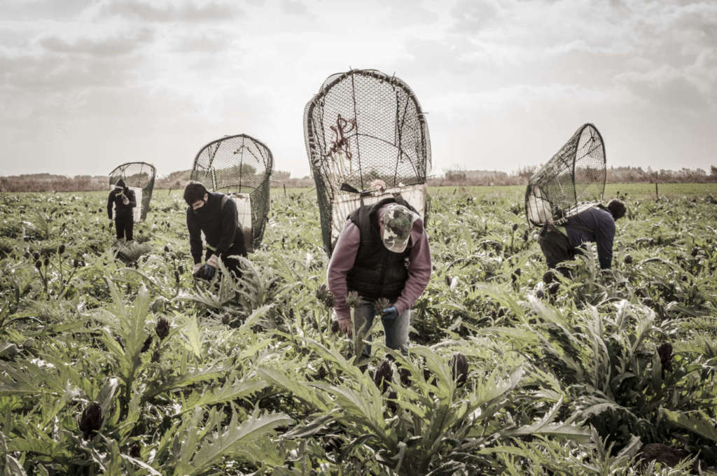 Il carciofo è una delle produzioni top dell'Orto di Eleonora
