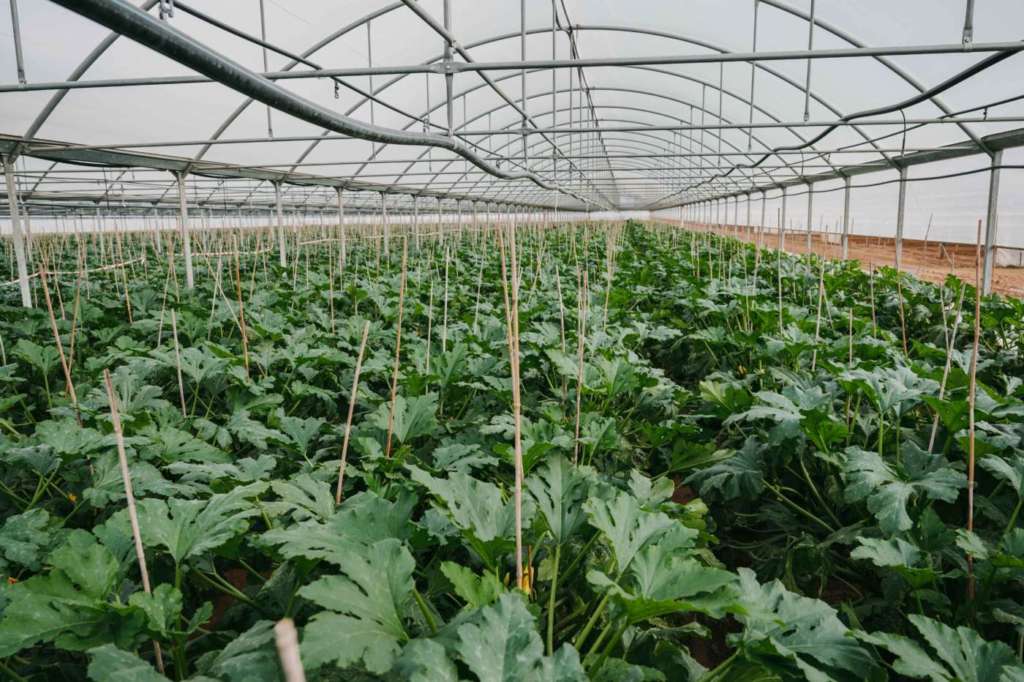 Perseverance RZ F1, lo zucchino di qualità resistente al virus Tomato Leaf Curl New Delh