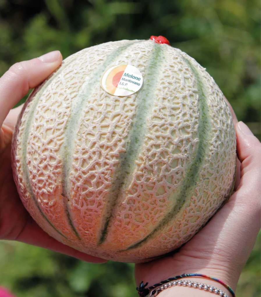 Melone Mantovano a marchio Igp