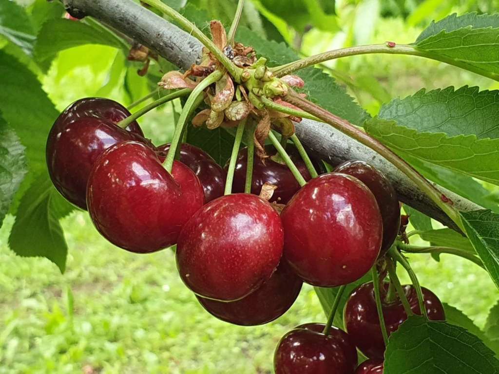 Cresce l'interesse mondiale sulla ciliegia