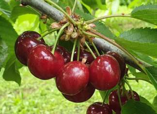 A Macfrut 2022 il focus sulla ciliegia Cresce l'interesse mondiale sulla ciliegia