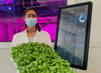 Basilico prodotto da Ono Exponential Farming