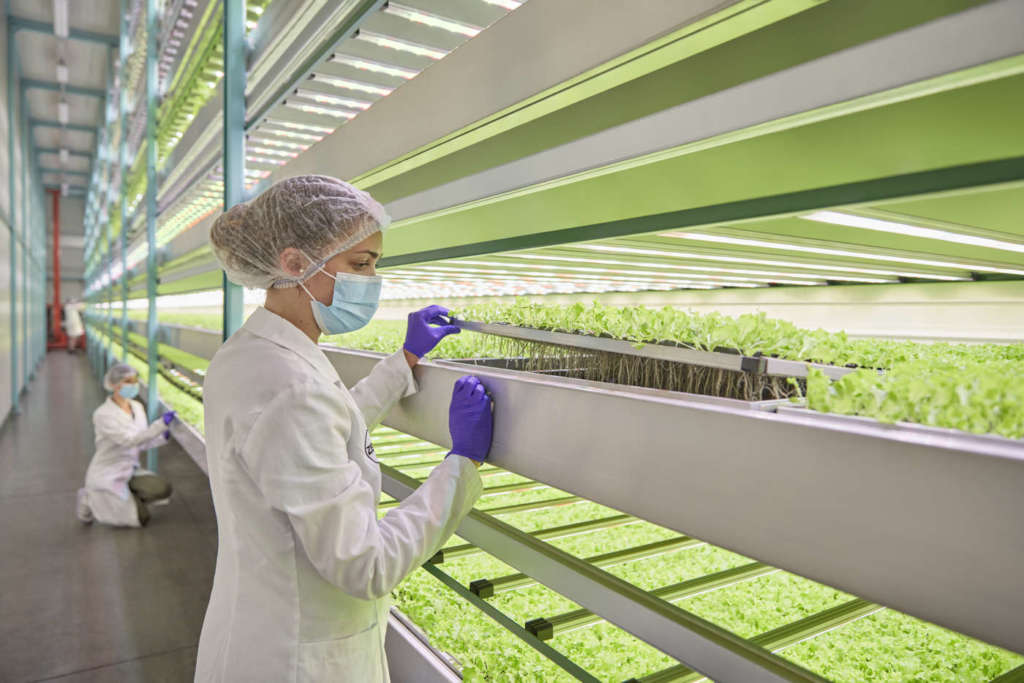 Coltivazioni Zero in vertical farming