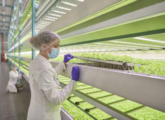 Coltivazioni Zero in vertical farming