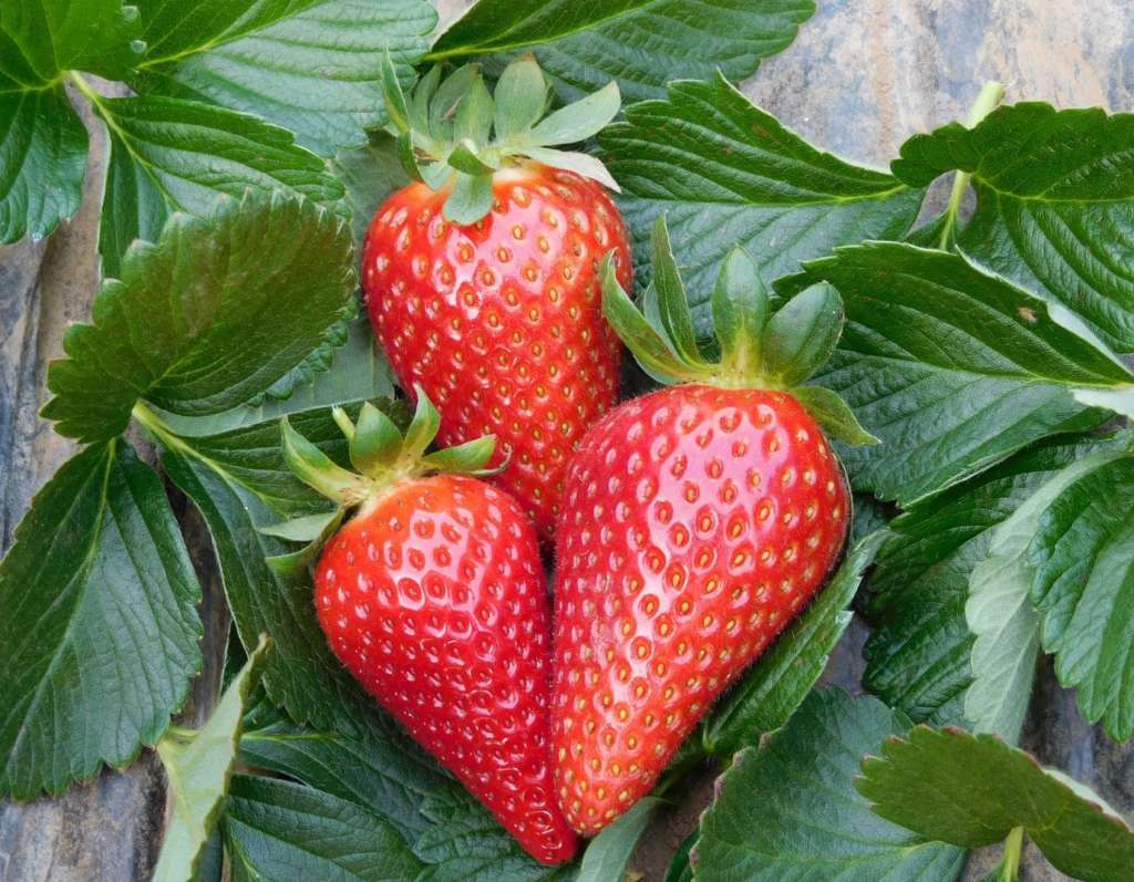 Fragola Parthenope del Civ