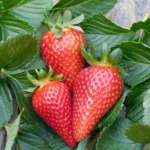 Fragola Parthenope del Civ