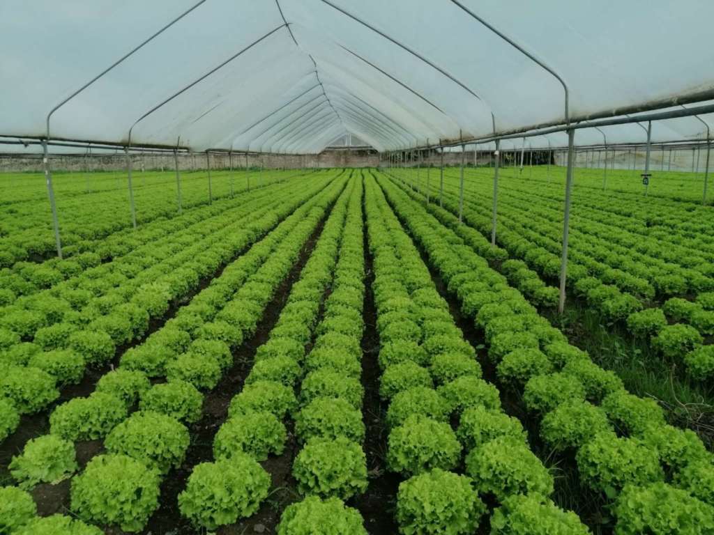 Lattuga Gentile prodotta da Sud Agricola