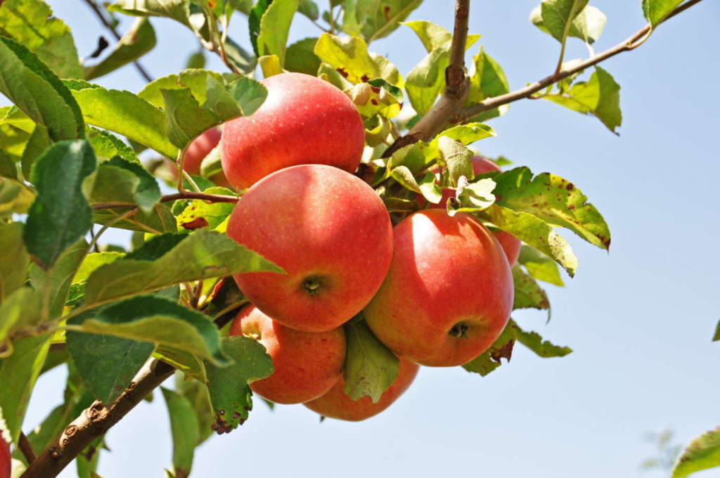 Natura Nuova meleti biodinamici