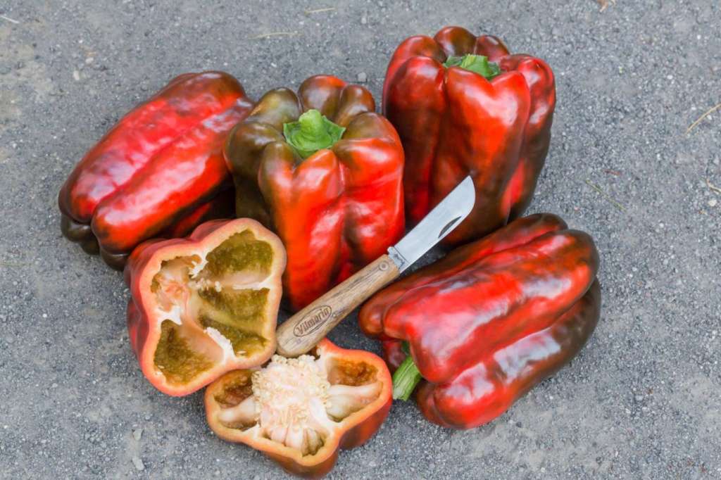 Peperone Volturnio sviluppato da Vilmorin