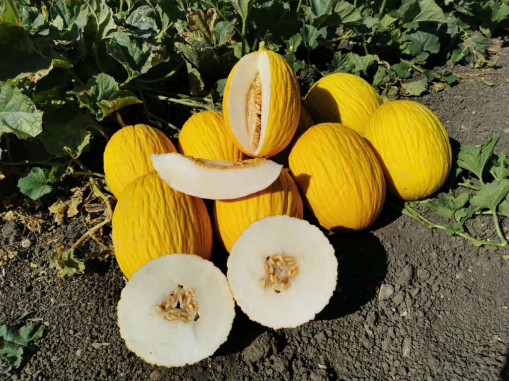 Melone Atos, selezinato da Hm.Clause