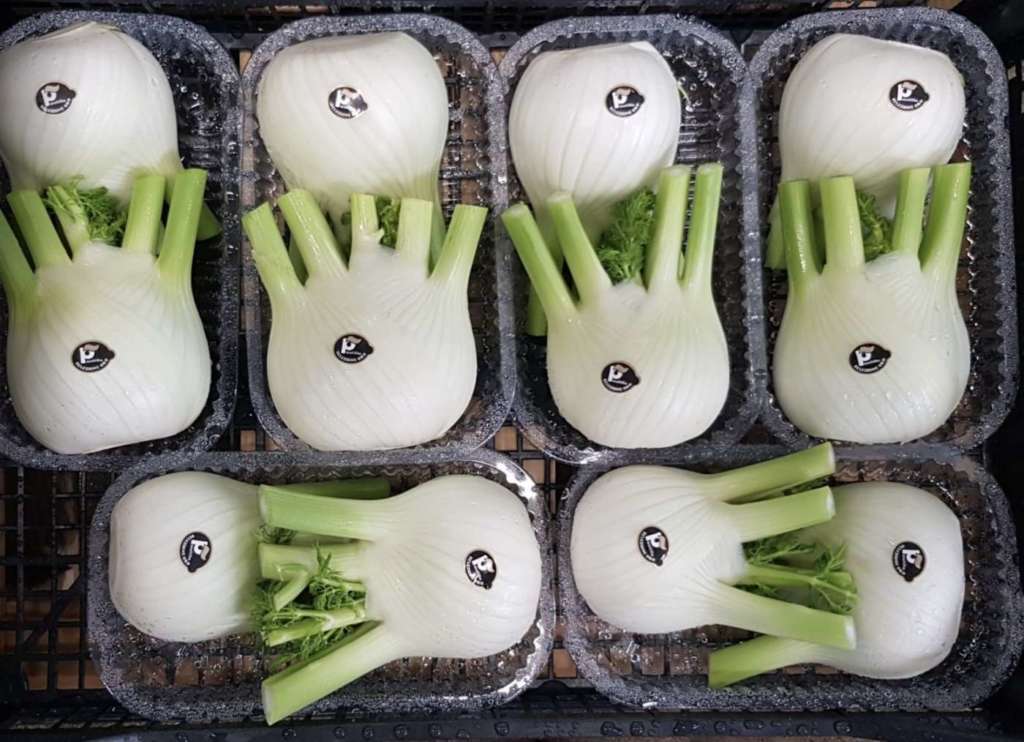 Finocchio a marchio Paolillo