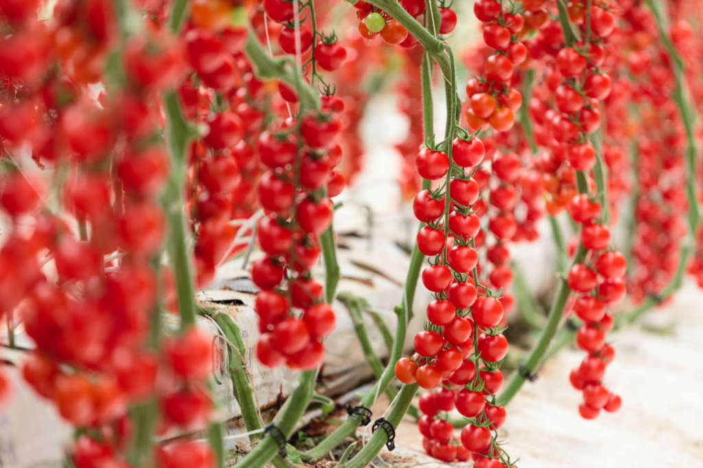 Ciliegino Cherye selezionato da Syngenta