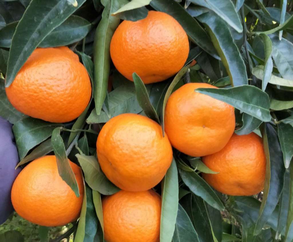 Clementina Perrina, maturazione