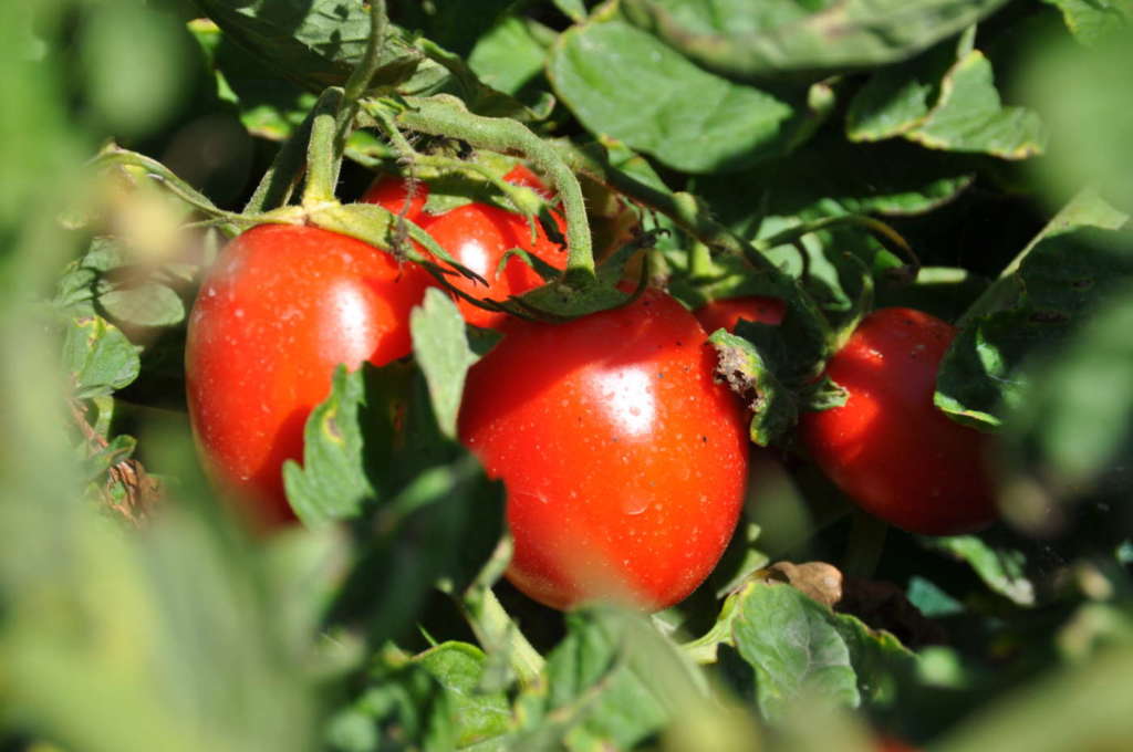 Coltivazioni di pomodoro