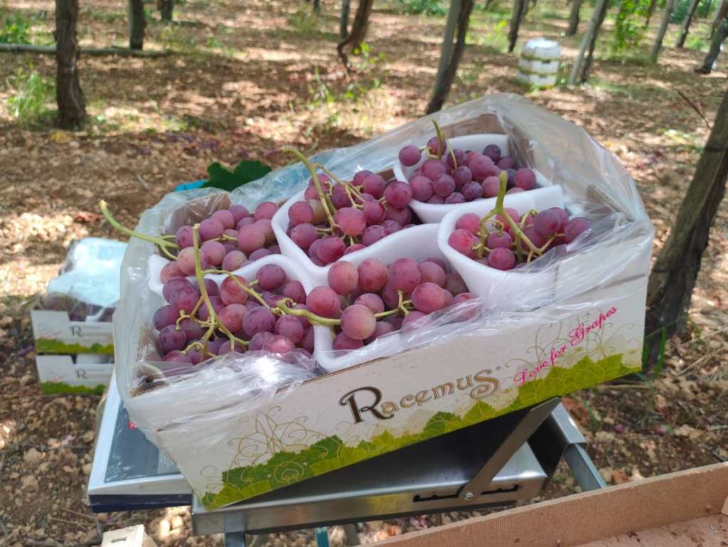Uva da tavola prodotta da Racemus