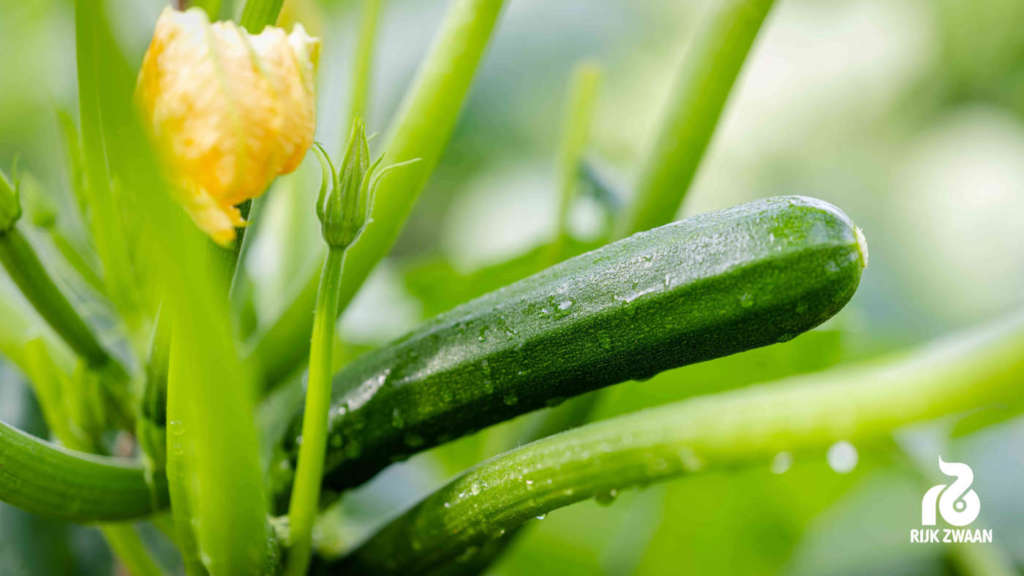 Perseverance, innovazione varietale nello zucchino di Rijk Zwaan