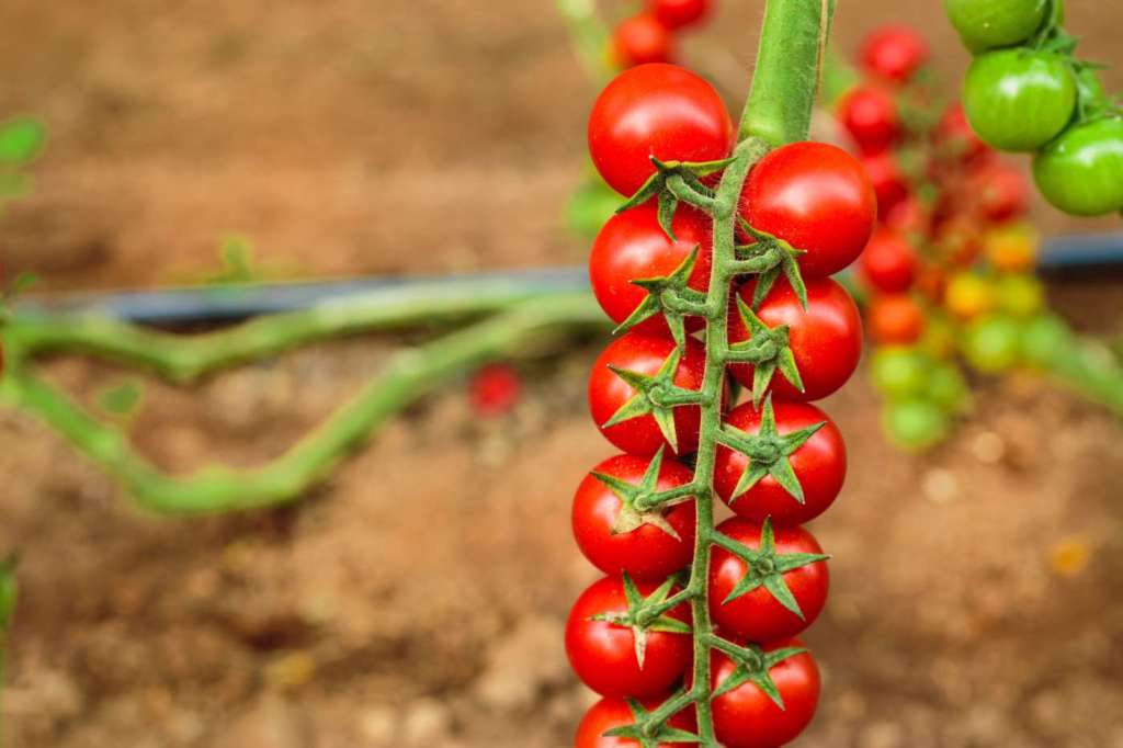 Ciliegino Cooperativa agricola San Lorenzo
