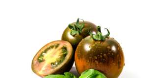 Pomodoro iLcamone, una selezione Syngenta
