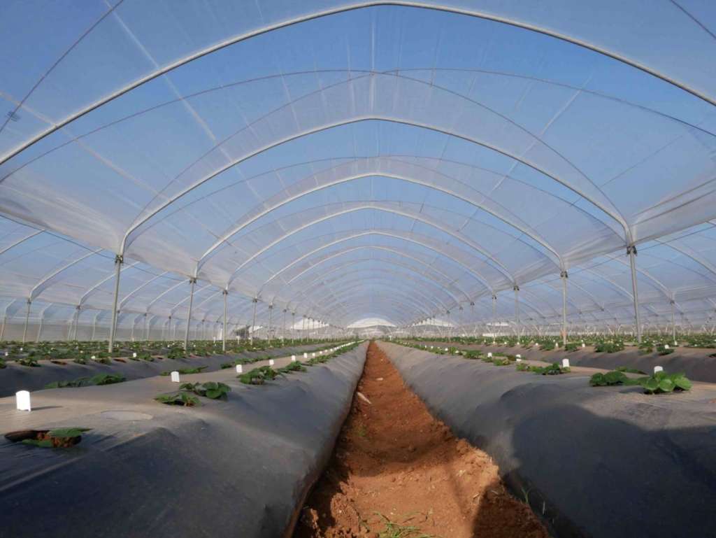 Fragole coltivate in serra Nova Siri Genetics