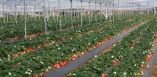 Nuova selezione NSG in sperimentazione