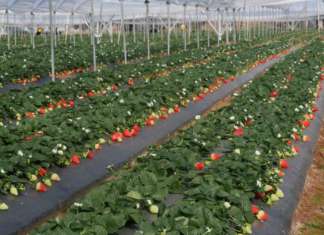 Nuova selezione NSG in sperimentazione