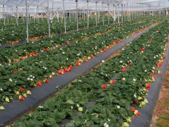 Nuova selezione NSG in sperimentazione