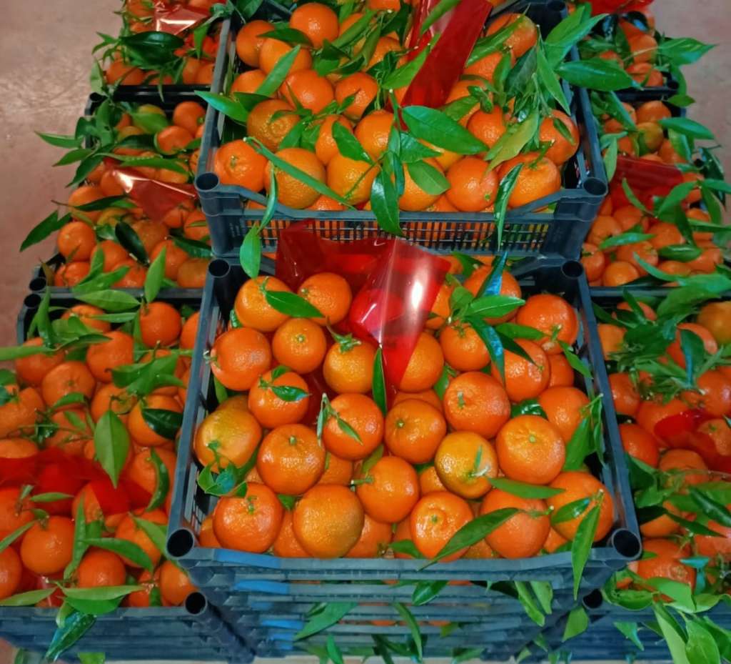 Clementine di Corigliano Fratelli Scarcella: saranno tracciate con la blockchain