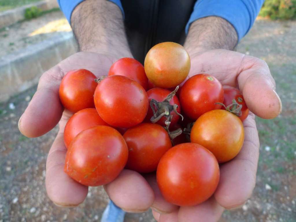 Torre Guaceto pomodoro fiaschetto