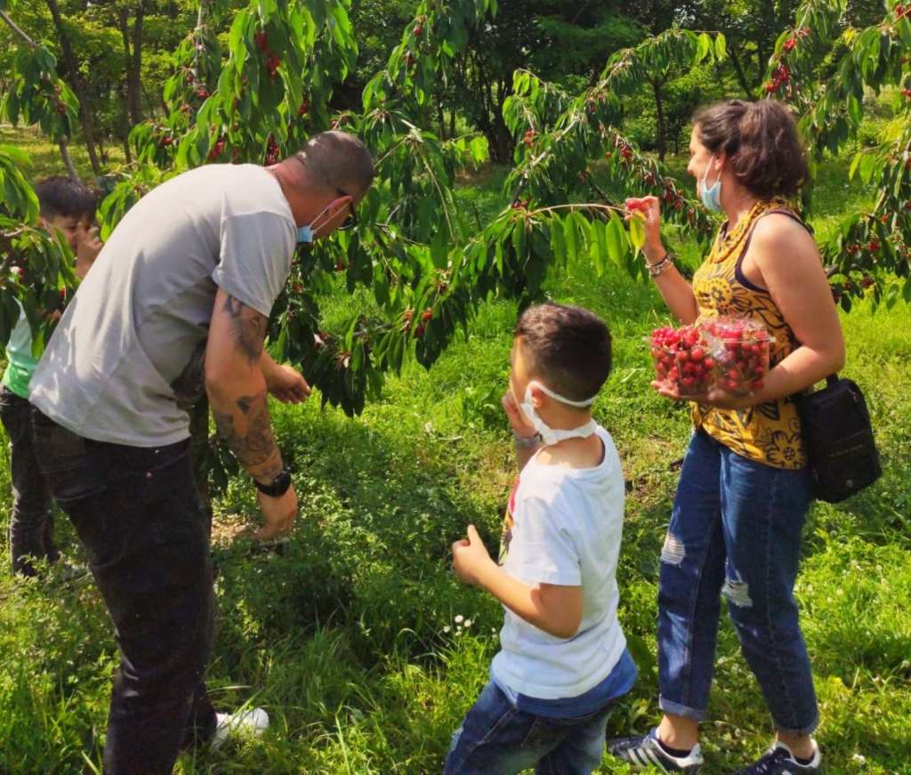 Raccolta ciliegie al Frutteto, azienda agricola in provincia di Bergamo