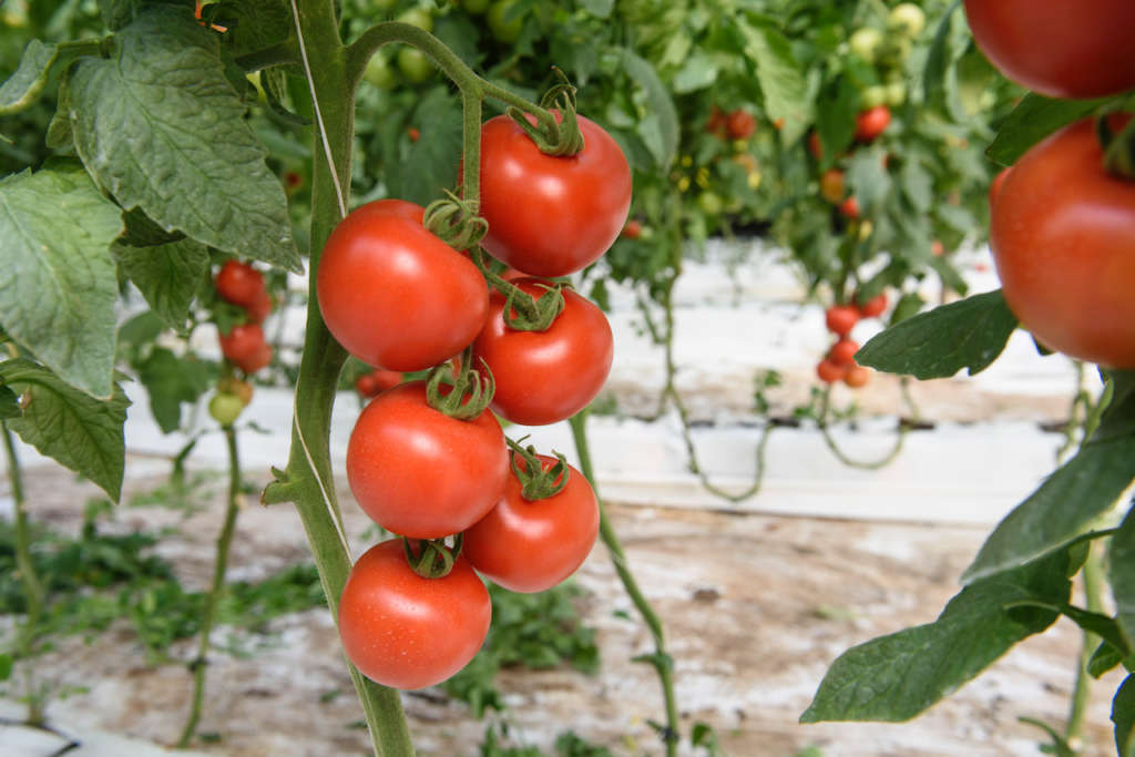 Ciliegini da idroponica Moncada Op