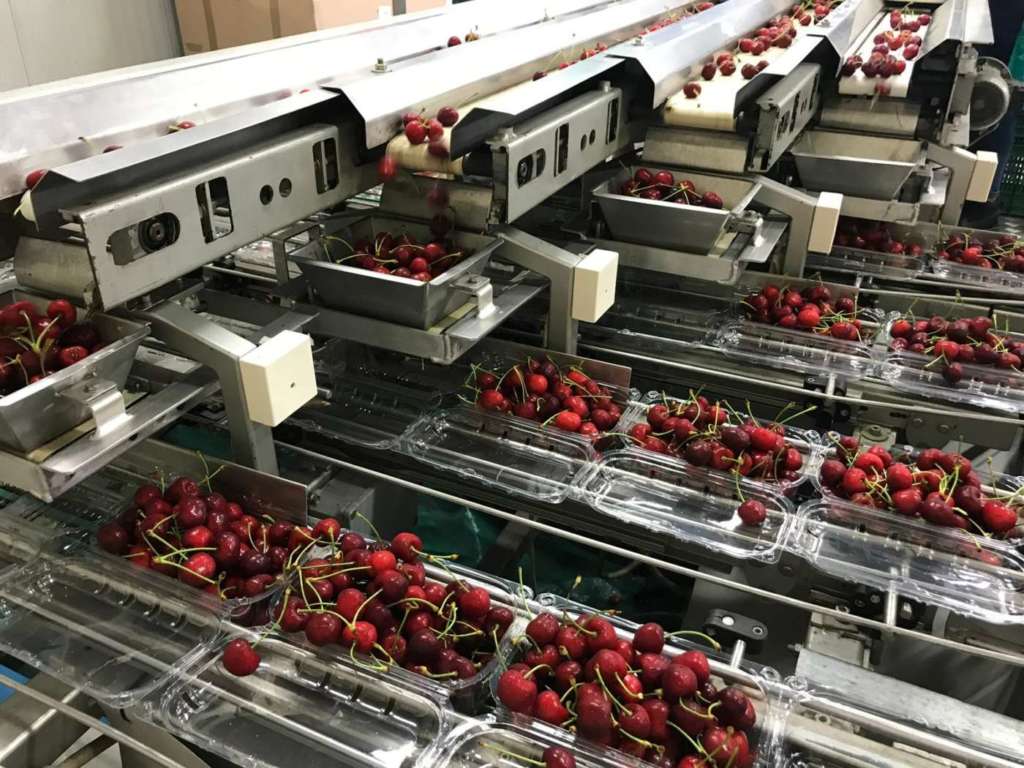 Fase di selezionamento delle ciliegie Cherry Passion