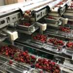 Cherry Passion: i volumi delle ciliegie aumentano del 20% #vocidellortofrutta Fase di selezionamento delle ciliegie Cherry Passion