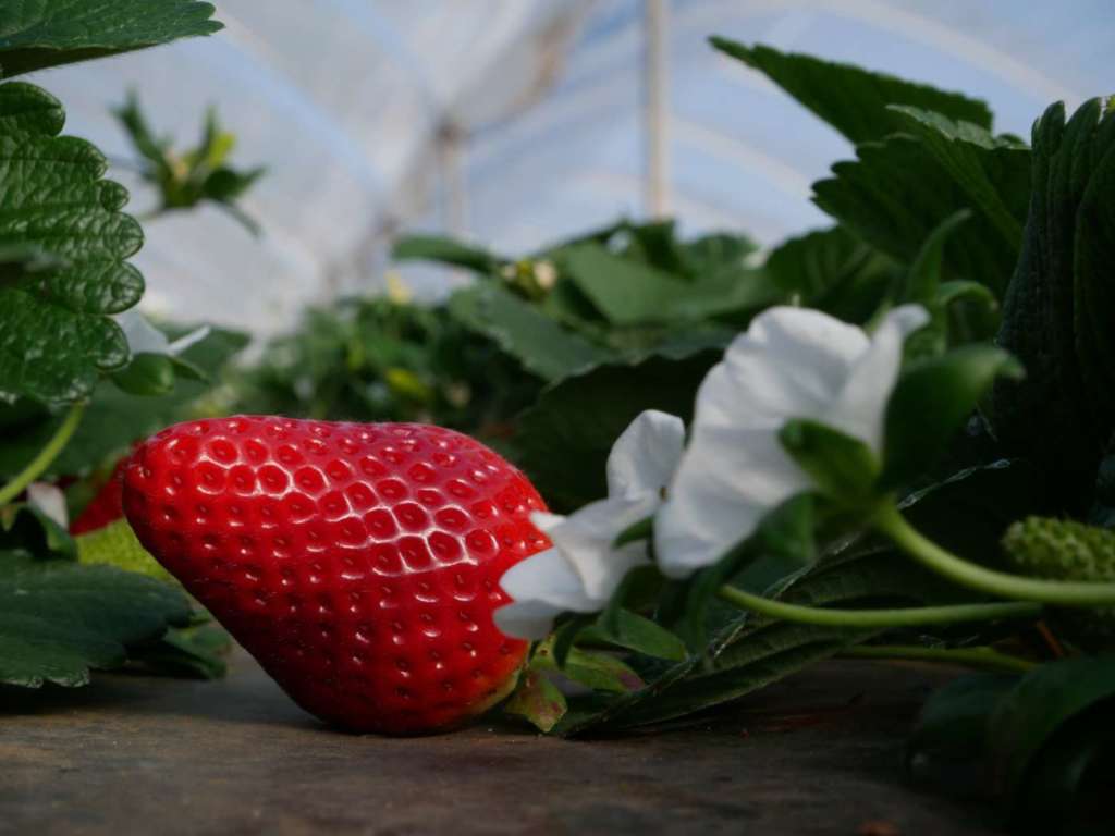 Marimbella, varietù sviluppata da Nova Siri Genetics