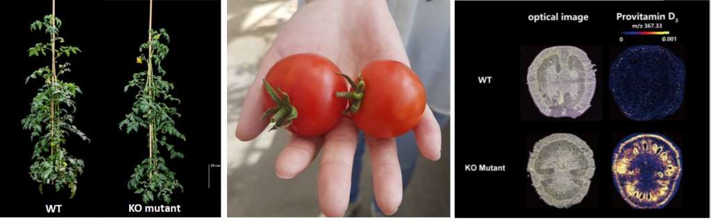 Il pomodoro mutato con la tecnica del genome editing è fonte di vitamina D