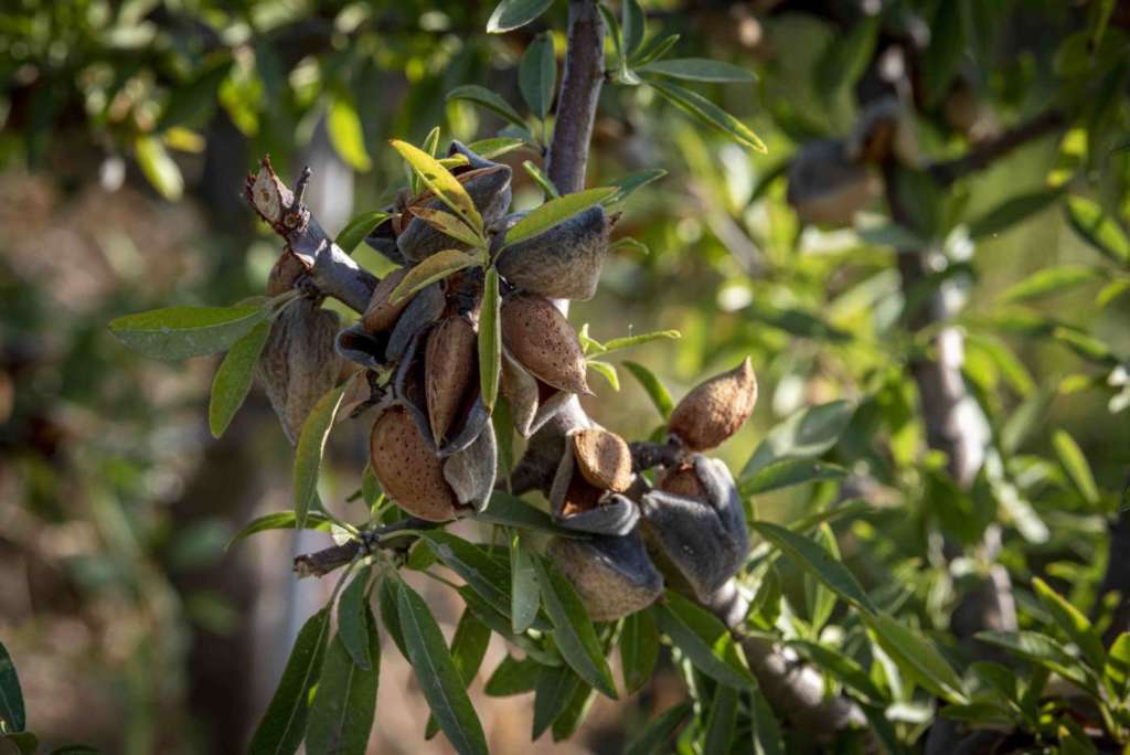 Mandorleti Veracruz Almonds