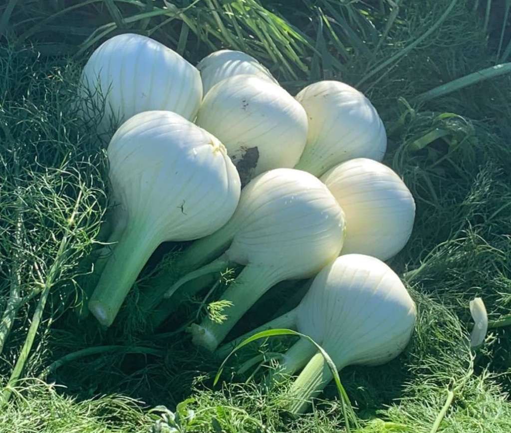 Il finocchio viene preferito in infusi e tisane per l'effetto drenante