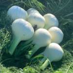 Il finocchio viene preferito in infusi e tisane per l'effetto drenante