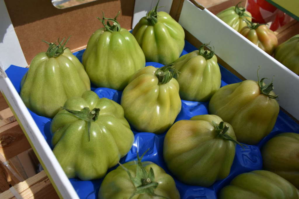 Varietà Cuore di Bue Araldino RZ F1 Rijk Zwaan