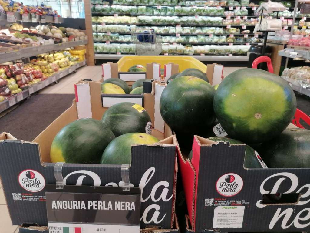 Stenta la campagna delle angurie