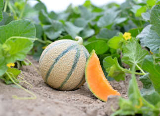 Serafin, la nuova varietà di melone precoce di Syngenta Serafin, la nuova varietà precoce di melone Charentais sviluppata da Syngenta.