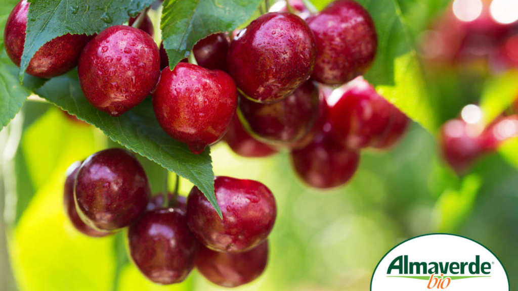 Ciliegie biodinamiche a marchio Almaverde Bio