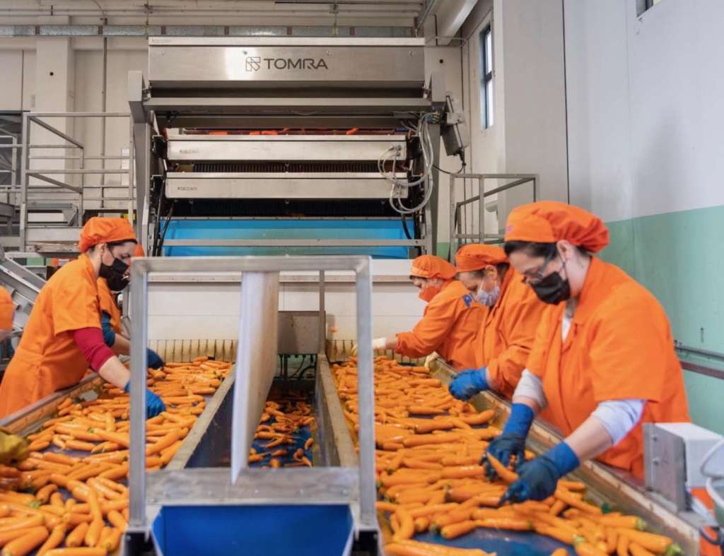 Fase di selezionamento delle Carote di Ispica Igp con macchine Tomra