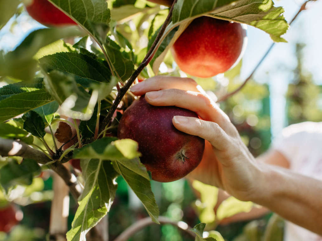 Mele Vip Val Venosta biologiche