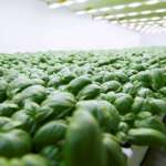 Planet Farms, un modello di risparmio idrico Planet Farms, coltivazioni di basilico in vertical farming