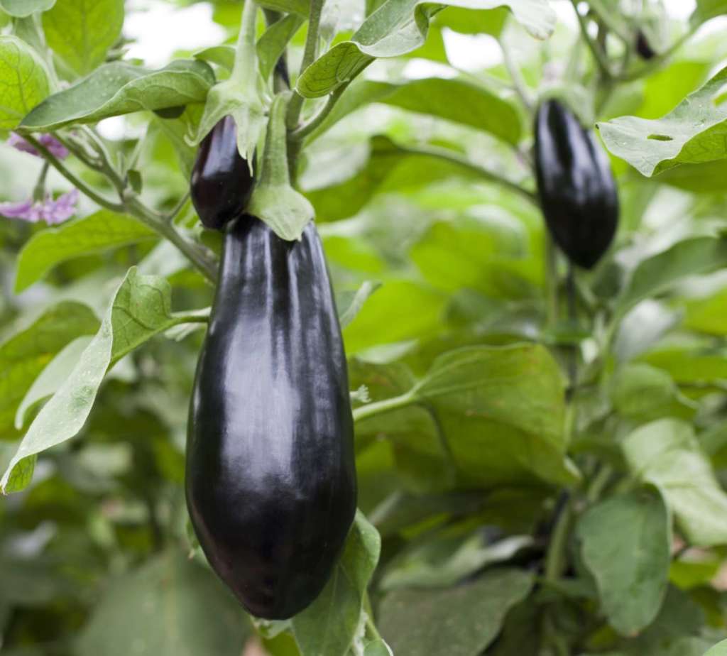 Melanzana Thelma RZ F1 sviluppata da Rijk Zwaan